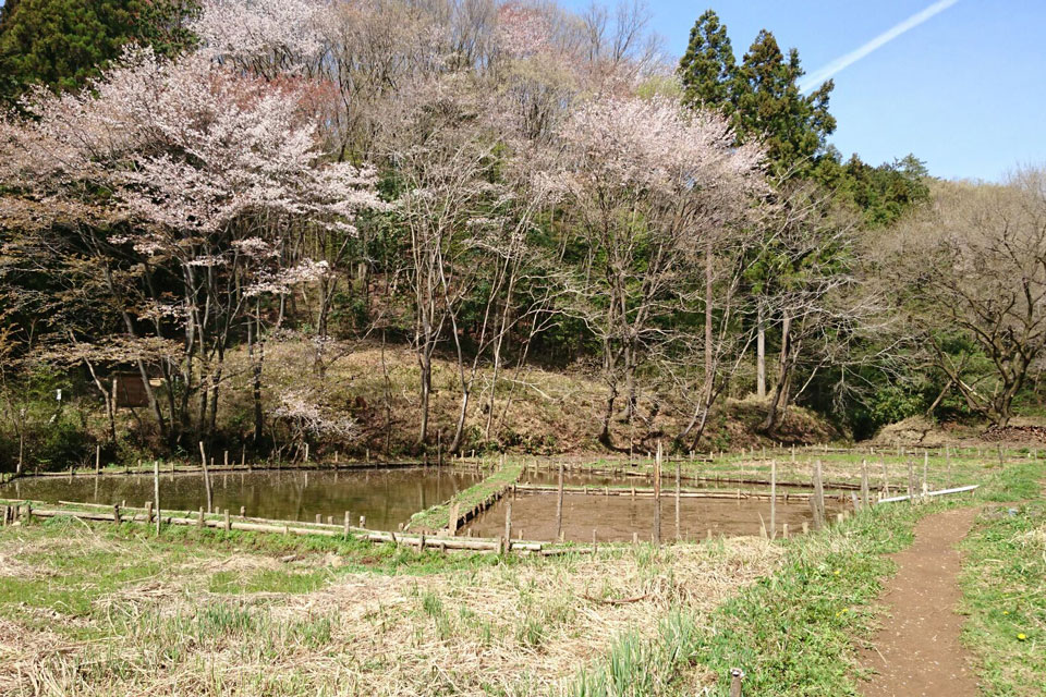 飯能・西武の森