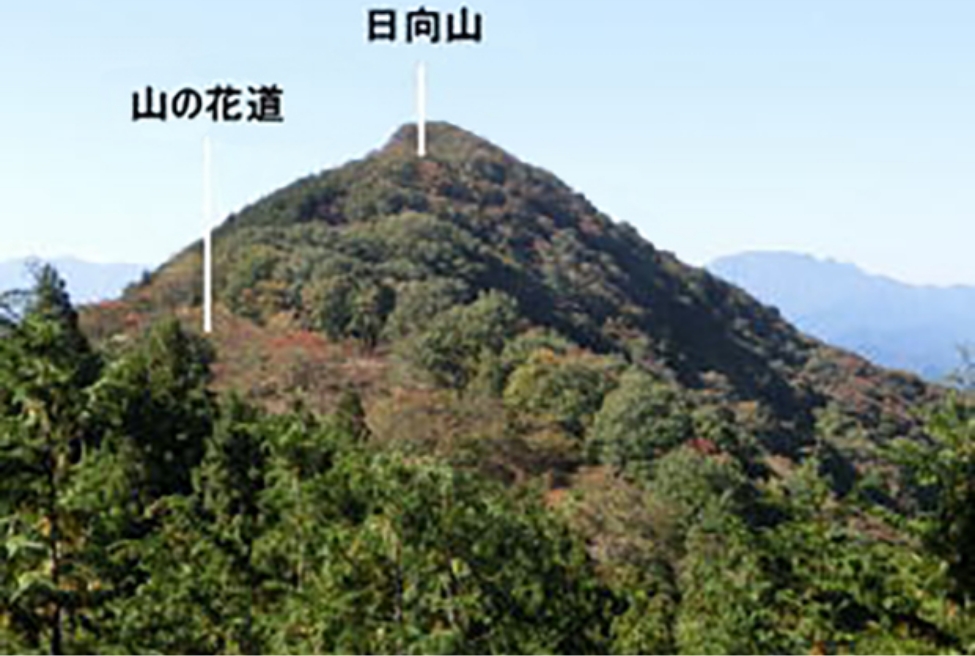 写真：日向山・山の花道